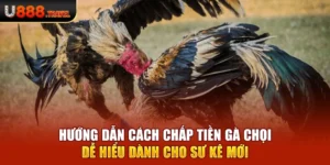 Hướng Dẫn Cách Chấp Tiền Gà Chọi Dễ Hiểu Dành Cho Sư Kê Mới