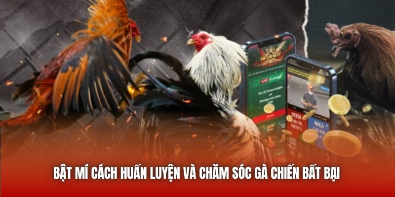 Bật mí cách huấn luyện và chăm sóc gà chiến bất bại