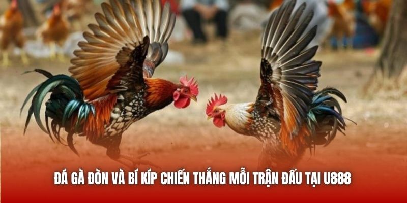 Đá Gà Đòn Và Bí Kíp Chiến Thắng Mỗi Trận Đấu Tại U888