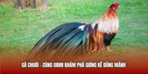 Gà Chuối - Cùng U888 Khám Phá Giống Kê Dũng Mãnh